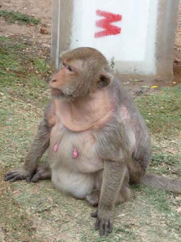 dikke aap met roze tepels