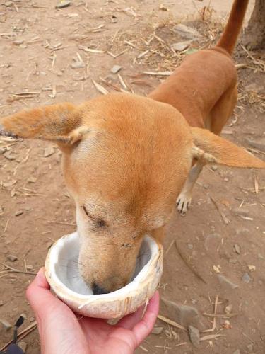 Laos honden lusten kokos