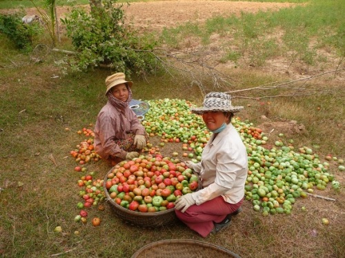 tomatenvrouwtjes